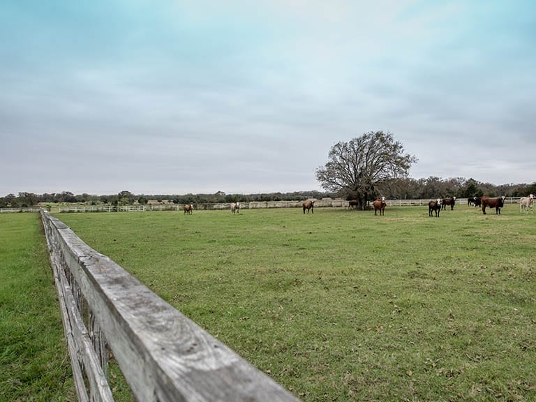 Solid Rock Ranch