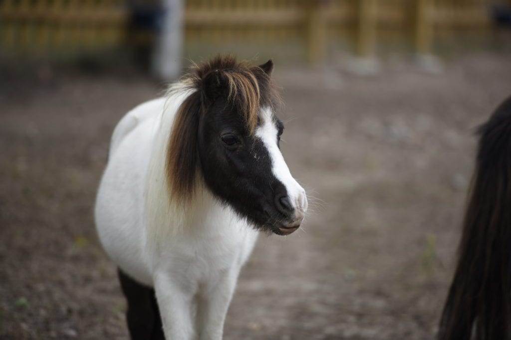 Our Animals | Solid Rock Ranch