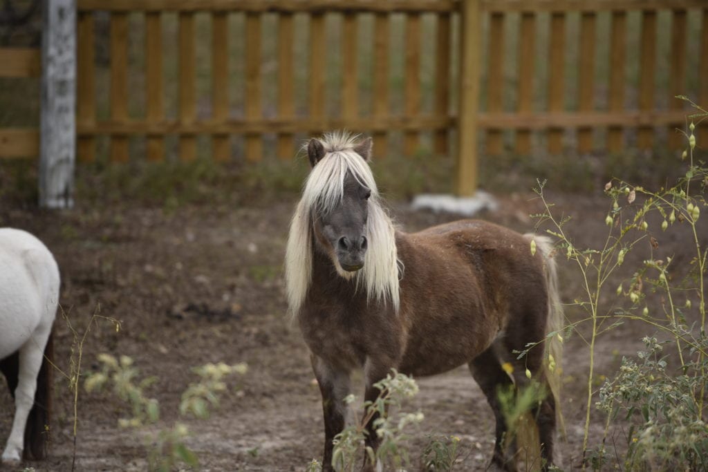 Our Animals | Solid Rock Ranch
