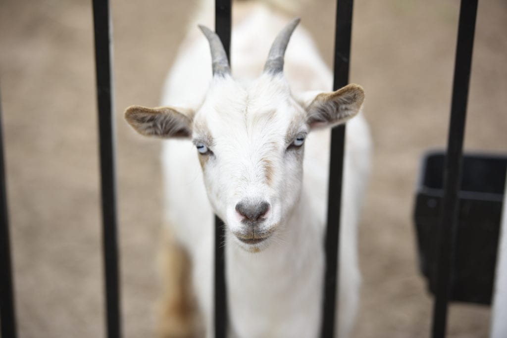 Our Animals – Solid Rock Ranch
